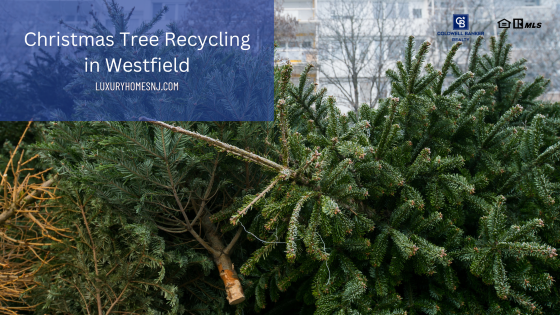 Christmas Tree Recyling in Westfield